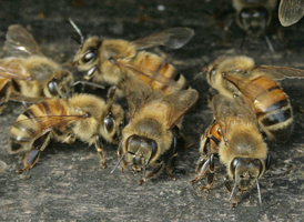 Honey Bee Honey Bee